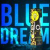 Buy Blue Dream Glo Extracts Carts